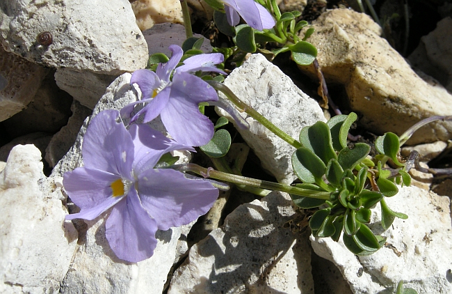 Viola magellensis / Viola della Majella